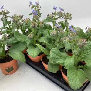 Borage Lookandtaste - Ø12cm - ↕30cm