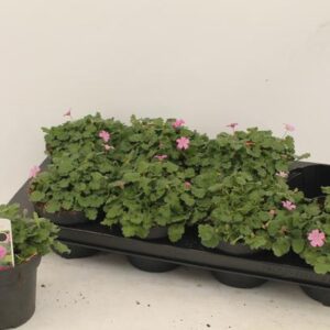 Erodium - Ø12cm - ↕1cm