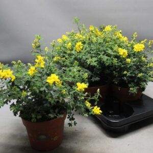 Genista Porlock - Ø15cm - ↕35cm