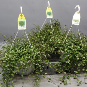Muehlenbeckia WOLKJE DER LIEFDE - Ø22cm - ↕35cm