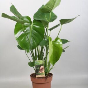 Monstera Deliciosa - Ø17cm - ↕60cm