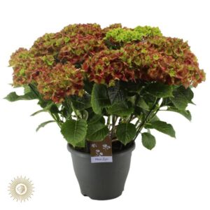 Hydrangea Schloss Wackerbarth (Hortensia) - Ø23cm - ↕50cm