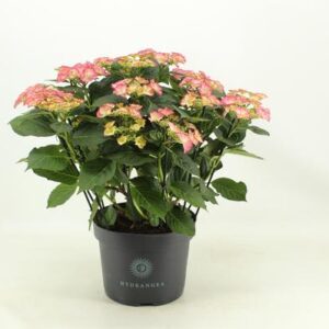Hydrangea Tiffany (Hortensia) - Ø23cm - ↕50cm
