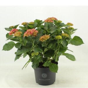 Hydrangea Macr. Red Angel - Ø23cm - ↕50cm