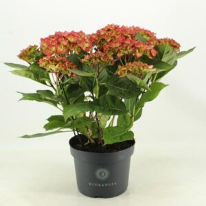Hydrangea Sweet Lips (Hortensia) - Ø23cm - ↕50cm