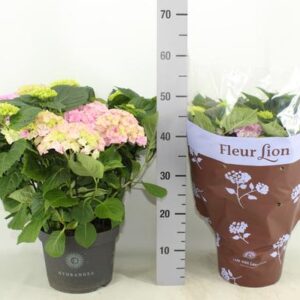 Hydrangea Hi River Pink (Hortensia) - Ø23cm - ↕45cm