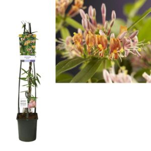 Lonicera Henryi +light Label - Ø23cm - ↕115cm