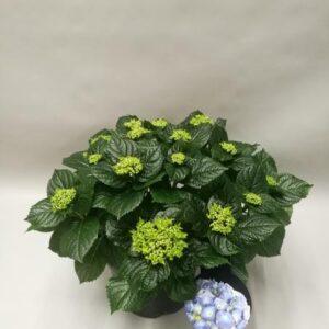 Hydrangea Early Blue - Ø23cm - ↕45cm
