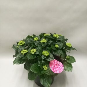 Hydrangea Early Rosa - Ø23cm - ↕45cm
