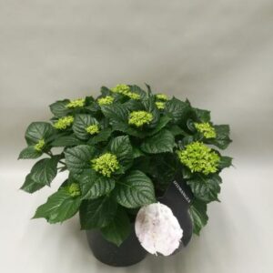 Hydrangea Crystal Palace - Ø23cm - ↕45cm