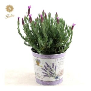Lavandula St. 'Anouk'® Collection P15 In Zinc Lavender - Ø17cm - ↕30cm