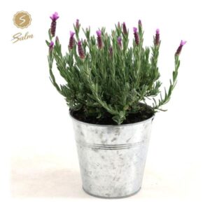 Lavandula St. 'Anouk'® Collection P15 In Zinc Old-Look - Ø17cm - ↕30cm