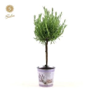 Lavandula St. 'Anouk'® Collection Stem P15 In Zinc Lavender - Ø17cm - ↕50cm