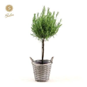 Lavandula St. 'Anouk'® Collection Stem P15 In Basket - Ø17cm - ↕50cm