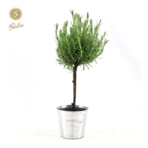 Lavandula St. 'Anouk'® Collection Stem P15 In Zinc Old-Look - Ø17cm - ↕50cm