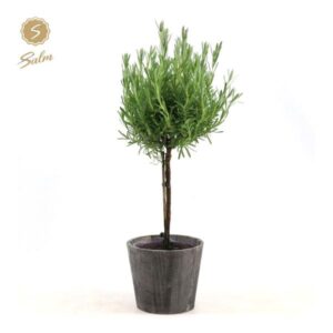 Lavandula St. 'Anouk'® Collection Stem P15 In Wood - Ø17cm - ↕50cm