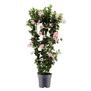 Dipladenia Sundaville Cream Pink Op Rek P21 - Ø21cm - ↕100cm