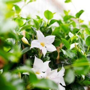 Dipladenia Sundaville WHITE Op Rek P21 - Ø21cm - ↕110cm