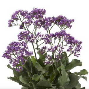 Limonium Salt Lake P17 - Ø17cm - ↕45cm