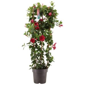 Dipladenia Sundaville RED Op Rek P21 - Ø21cm - ↕110cm