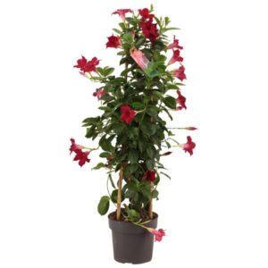Dipladenia Sundaville Tower Red - Ø17cm - ↕70cm