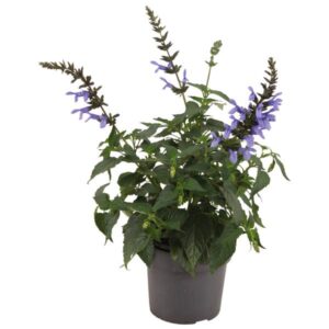 Salvia Salgoon Lake Como - Ø17cm - ↕55cm