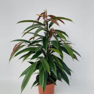 Ficus Binnendijkii 'Amstel King' P17 - Ø17cm - ↕75cm