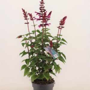 Salvia Salgoon Strawberry Lake (PT) - Ø17cm - ↕50cm