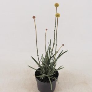 Craspedia Globo sa 'Golf Beauty' - Ø13cm - ↕70cm