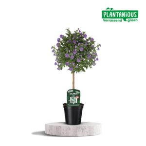 Solanum Rantoineti - Ø19cm - ↕75cm
