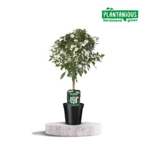 Solanum White Charles - Ø19cm - ↕75cm