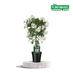 Solanum Jasminoiides - Ø19cm - ↕75cm