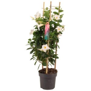 Dipladenia Sundaville Tower White - Ø17cm - ↕70cm