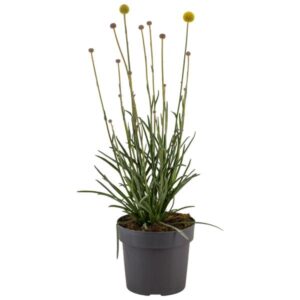 Craspedia Globosa 'Golf Beauty' - Ø17cm - ↕55cm
