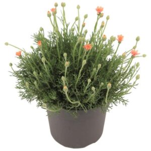 Rhodanthemum Hosmariense 'Zagora Orange' - Ø17cm - ↕30cm