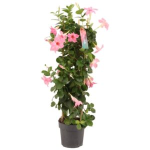 Dipladenia Sundaville Tower Pink - Ø17cm - ↕70cm