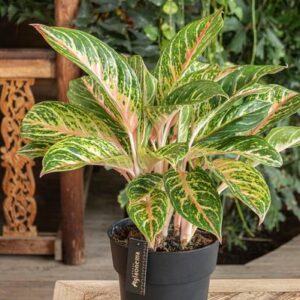 Aglaonema Coco Melon - Ø19cm - ↕60cm