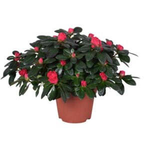 Azalea 'Otto' Rood 13cm - Ø13cm - ↕30cm