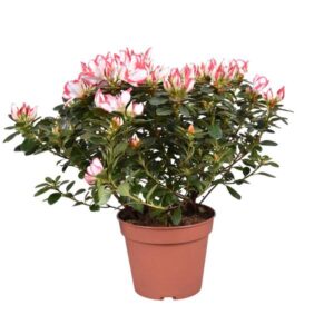 Azalea 'Sachsenstern' Bicolor Rood/wit 14cm - Ø14cm - ↕30cm