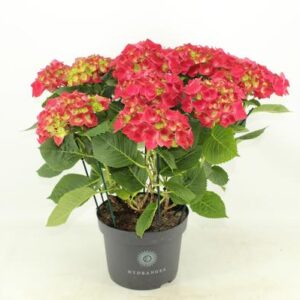 Hydrangea Hi Fire - Ø23cm - ↕50cm