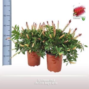 Callistemon Struik - Ø17cm - ↕40cm