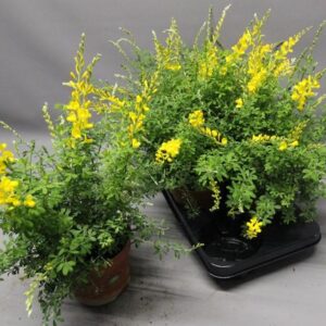 Cytisus X Racemosus - Ø15cm - ↕35cm