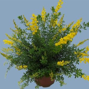 Cytisus X Racemosus Anna - Ø15cm - ↕35cm