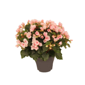 Betulia Light 19cm Outdoor Decorum - Ø19cm - ↕35cm