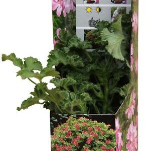 Pelargonium Cr. 'Anti-Mosquito' Pink Capitatum - Ø10,5cm - ↕20cm