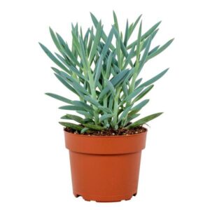 Curio Ficoides Mount Everest 12cm - Ø12cm - ↕24cm
