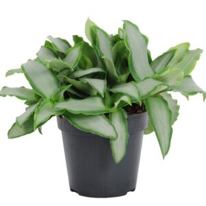Murdannia Loriformus 'Bright Star' - Ø12cm - ↕20cm