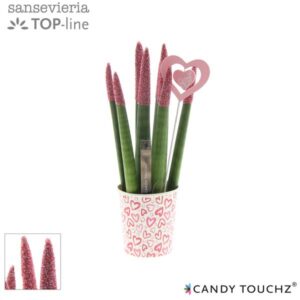 Sansevieria Candy Touchz Sweetdip Red In Paper Cup Met Bijsteker - Ø8,5cm - ↕18cm