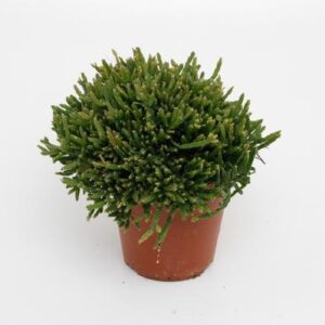 Rhipsalis Ewaldiana - Ø12cm - ↕15cm