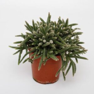 Rhipsalis Baccifera Horrida - Ø12cm - ↕15cm